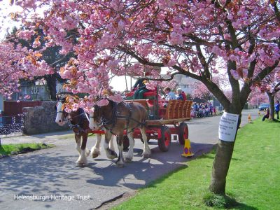 Blossom Festival
Travel by horse and cart â€” lent by Glasgow City Council â€” in West Argyle Street during the first Helensburgh Blossom Festival, inspired by hanami cherry-blossom viewing, in 2005. The festival, organised by Anne Urquhart with the support of local organisations and the Glasgow-based Scottish-Japanese Residents Association, was held annually until 2007 with the aid of funding from Argyll and Bute Council. Photo by Stewart Noble.
