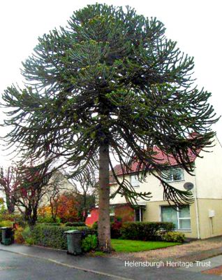 Ferniegair monkey puzzle tree
This monkey puzzle tree, in the garden of 224 West Princes Street, Helensburgh, was felled on November 15 2012. Its size suggests that it was one of the original trees on the Ferniegair estate. Its proper name is Araucaria araucana, and the tree, originally from South America, is so-called after the owner of a specimen in 19th century Britain suggested that its unusual branches would puzzle even a monkey to climb. Image supplied by David Speed.
