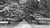 Filename=Rosneath-Yew-trees4814.jpg
Filesize=205KiB
Dimensions=740x427
Date added=Sep 04, 2008 Rosneath-Yew-trees4814.jpg